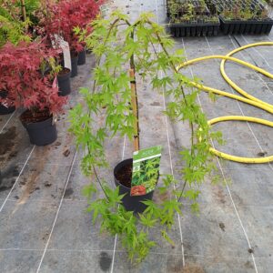 Arce colgante Ryusen (Acer Palmatum Ryusen)