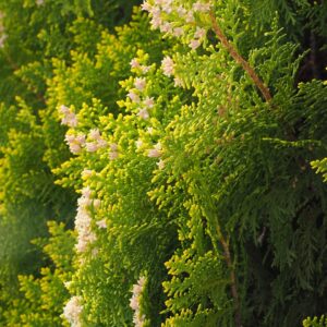 thuja, blossoms, female flowers, hedge, evergreen, tree of life, cupressaceae, evergreen tree, cypress family, ornamental plant, hedge plant, thuja hedge, evergreen shrub, shrub, occidental tree of life, thuja occidentalis, occidental thuja, ordinary thuja, hedge, thuja occidentalis, thuja occidentalis, thuja occidentalis, thuja occidentalis, thuja occidentalis