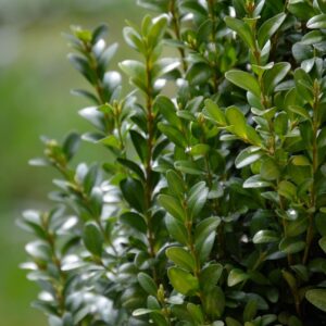 boxwood, nature, garden, plants, leaves, green, boxwood, boxwood, boxwood, boxwood, boxwood