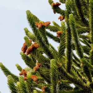 pine, fir, branches, conifers, tree, drink, green, needles, pin chile, despair of the monkeys, araucaria, nature, araucaria araucana, araucariacées