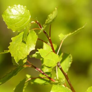 leaves, branch, green, tree, aspen, aspen leaves, aspe, nature, agrimony, populus tremula, poplar, populus