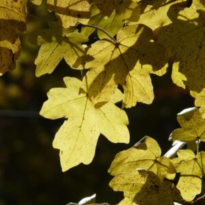 field maple, acer campestre, deciduous tree, golden autumn, golden october, fall, october, forest, leaves, golden, bright, sun, backlighting, multicoloured, coloured, nature, colorful, tree, branch, autumn forest, autumn leaves