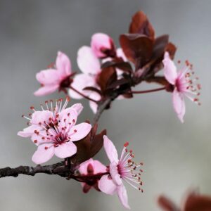 cherry plum, blossoms, flowers, spring, prunus cerasifera nigra, flower wallpaper, purple leaved plum, pink flowers, petals, buds, beautiful flowers, branch, bloom, blooming, tree, nature, flower background, closeup
