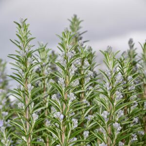 rosemary, salvia rosmarinus, aromatic plant, medicinal plant, rosemary in flower, shrub lamiacea, nature, garden, rosemary, rosemary, rosemary, rosemary, salvia rosmarinus, salvia rosmarinus, salvia rosmarinus, salvia rosmarinus, salvia rosmarinus
