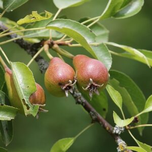 pears, pyrus, young, immature, hang, nature, pear tree, fruit, pome fruit, pyrus communis, fruit growing, pome fruits, food, vitamins, healthy, tire, bio, vegetarian, leaves