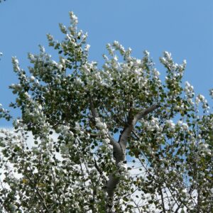 leaves, silver, silver-poplar, tree, nature, poplar, white poplar, populus alba, willow plant, salicaceae