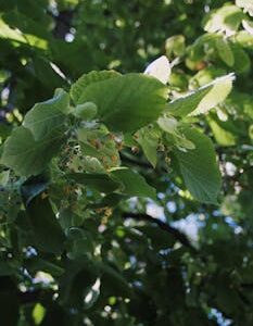 A detailed view of green leaves and small blossoms with sunlight streaming through, evoking a fresh summer vibe.
