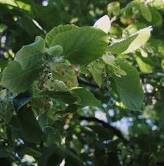 A detailed view of green leaves and small blossoms with sunlight streaming through, evoking a fresh summer vibe.