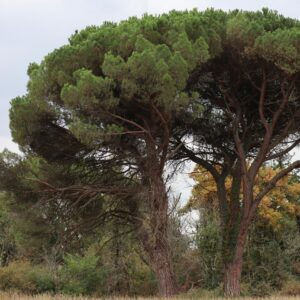 Beautifully lush pine trees in Rosnay, Centre, France during summer.