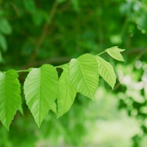 Detailed shot of fresh green leaves on a branch in lush nature setting.