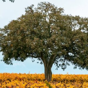 A majestic oak tree stands alone in a colorful autumn vineyard, capturing the essence of fall.