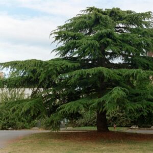 A vibrant cedar tree stands prominently in front of a residential building in Compiègne, France.
