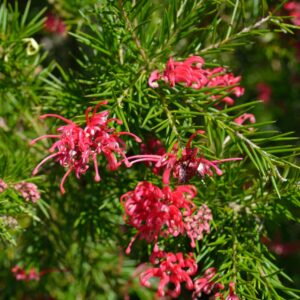 Vibrant red Grevillea flowers with green foliage basking in sunlight.
