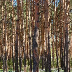 Early spring view of a snowy pine forest in Naberezhnye Chelny, Russia
