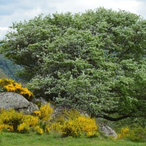 Scenic view of a lush tree with wildflowers in Pont de Montvert - Sud Mont Lozère, France.