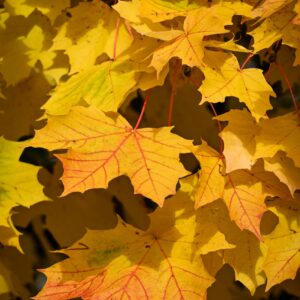 Close-up shot of vivid yellow maple leaves capturing the essence of fall.