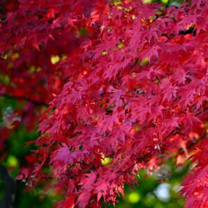 Close-up of vivid red maple leaves on a tree, capturing autumn's beauty.