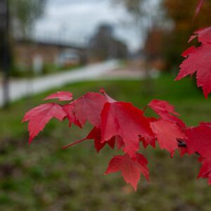 Close-up of red maple leaves in a serene Saint Petersburg park during autumn.