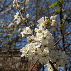 Beautiful close-up of white blackthorn blossoms in spring bloom against a clear blue sky.