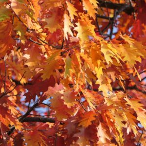 Close-up of colorful autumn leaves in a Romanian forest setting.