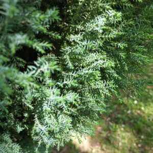 Enebro chino (juniperus chinensis)
