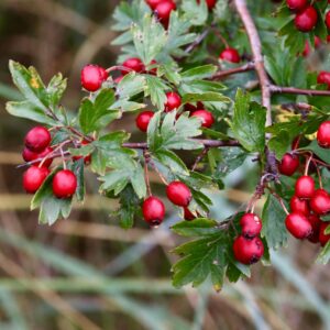 Close-up of red hawthorn berries and green leaves on a branch.
