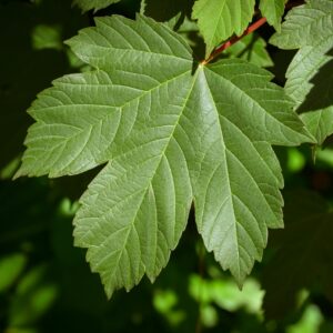 Detailed close-up of a green maple leaf with natural sunlight, showing its texture.