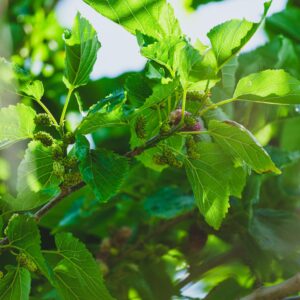 Close-up of a mulberry branch with vibrant green leaves and unripe berries in summer sunlight.