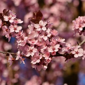 Close-up of vibrant pink cherry blossoms in full bloom during springtime, capturing nature's beauty.