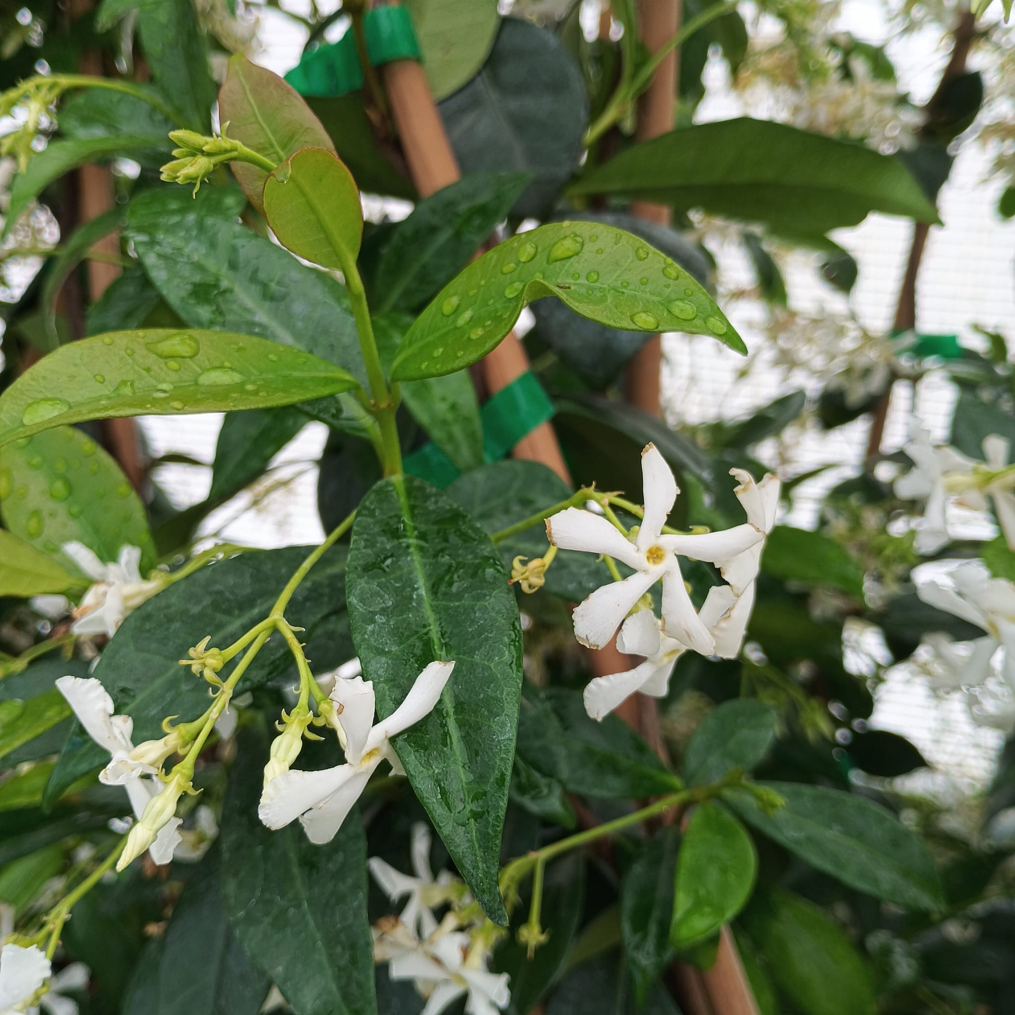Trachelospermum jasminoides (falso jazmín)