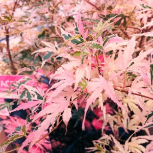 Arce Taylor (acer palmatum taylor)