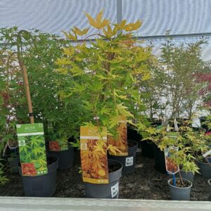 Arce cascade gold (acer palmatum cascade gold)