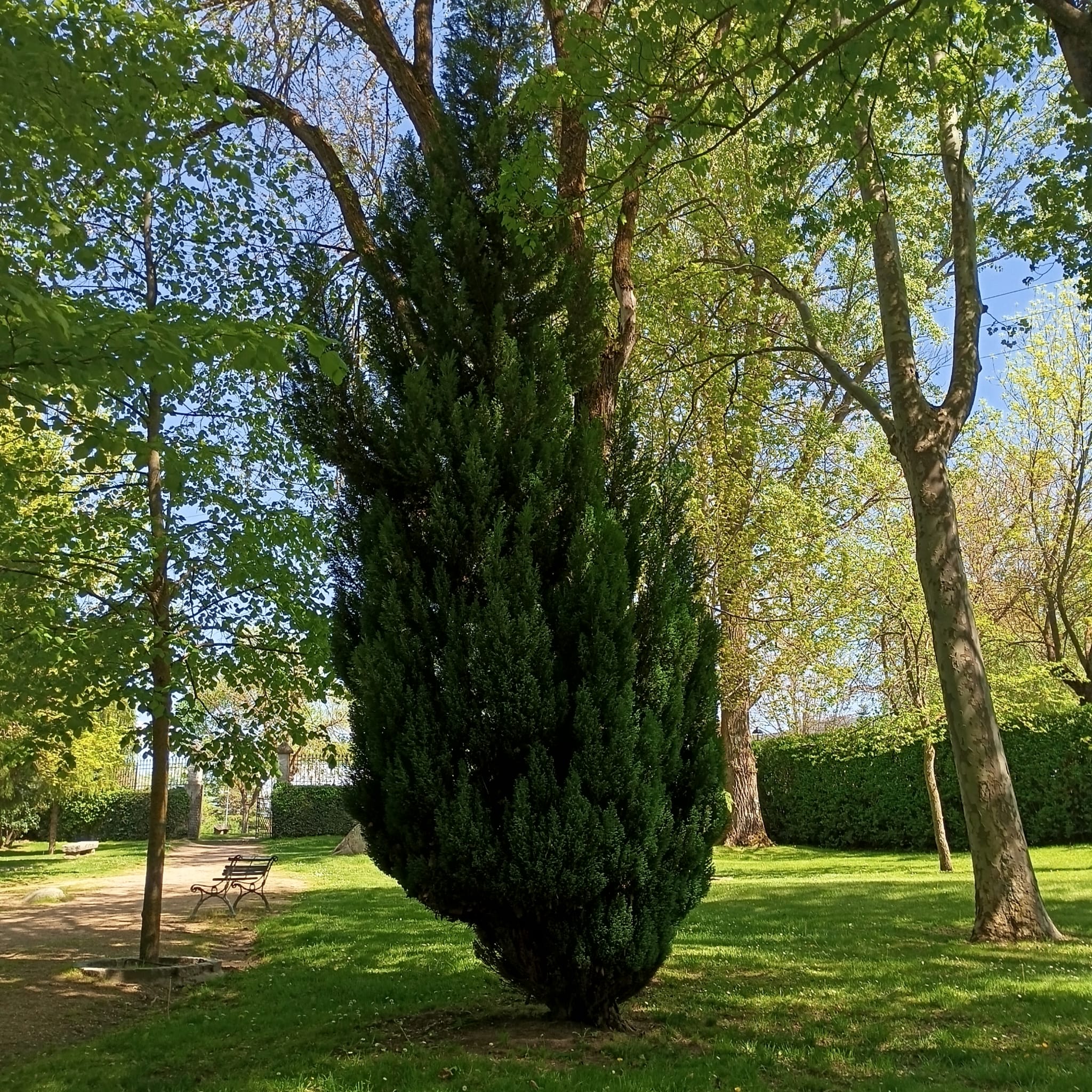 Enebro chino (juniperus chinensis) - Imagen 2