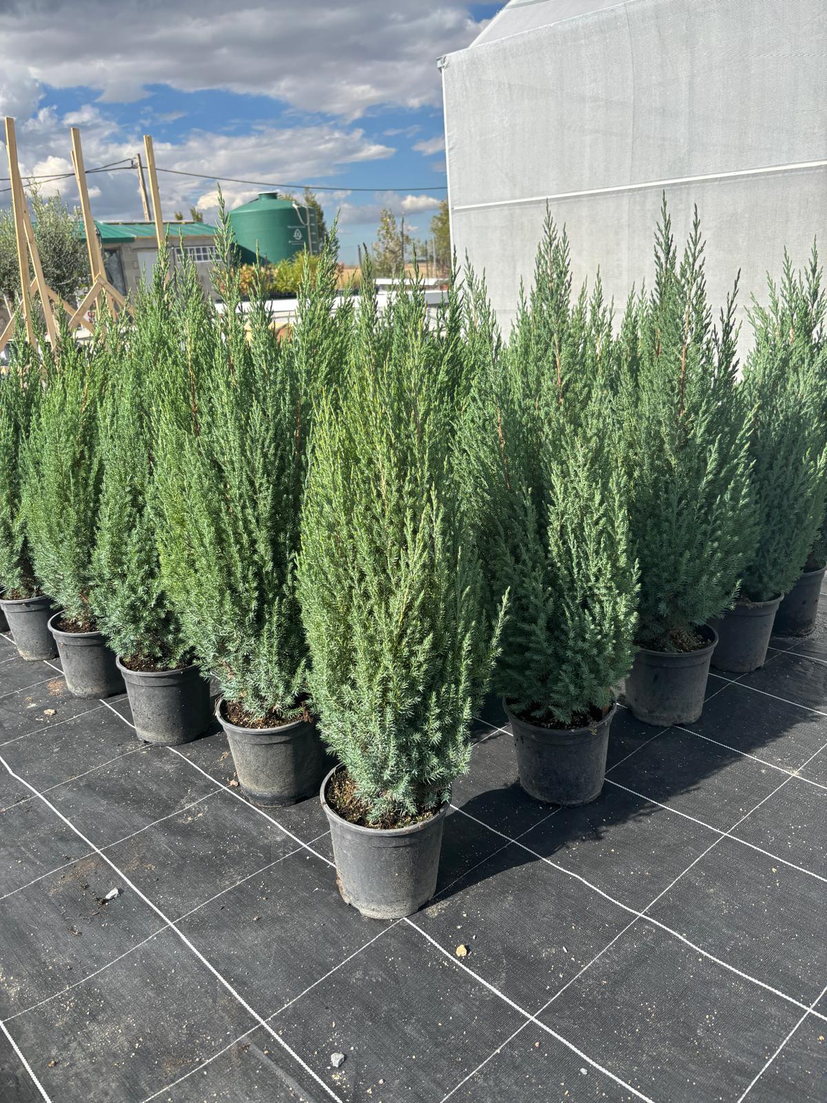 Enebro chino (juniperus chinensis stricta) - Imagen 2