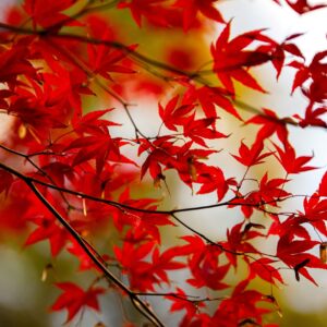 Stunning red maple leaves captured in the fall, showcasing autumn's vivid colors.
