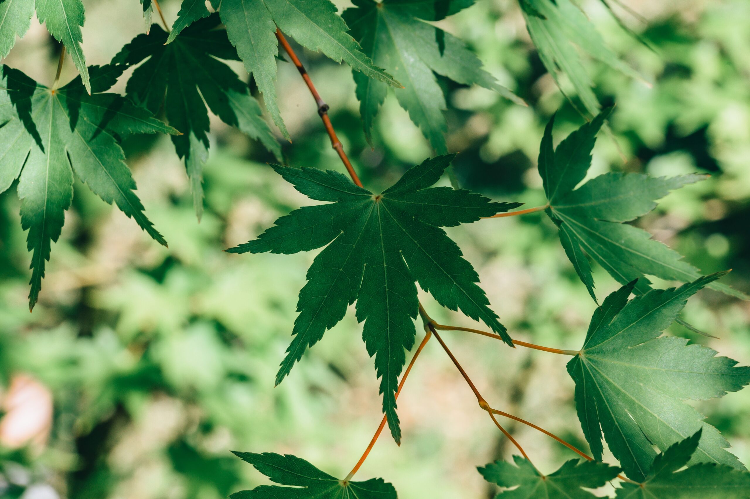 Detailed close-up of vibrant green maple leaves bathed in sunlight, showcasing nature's beauty.