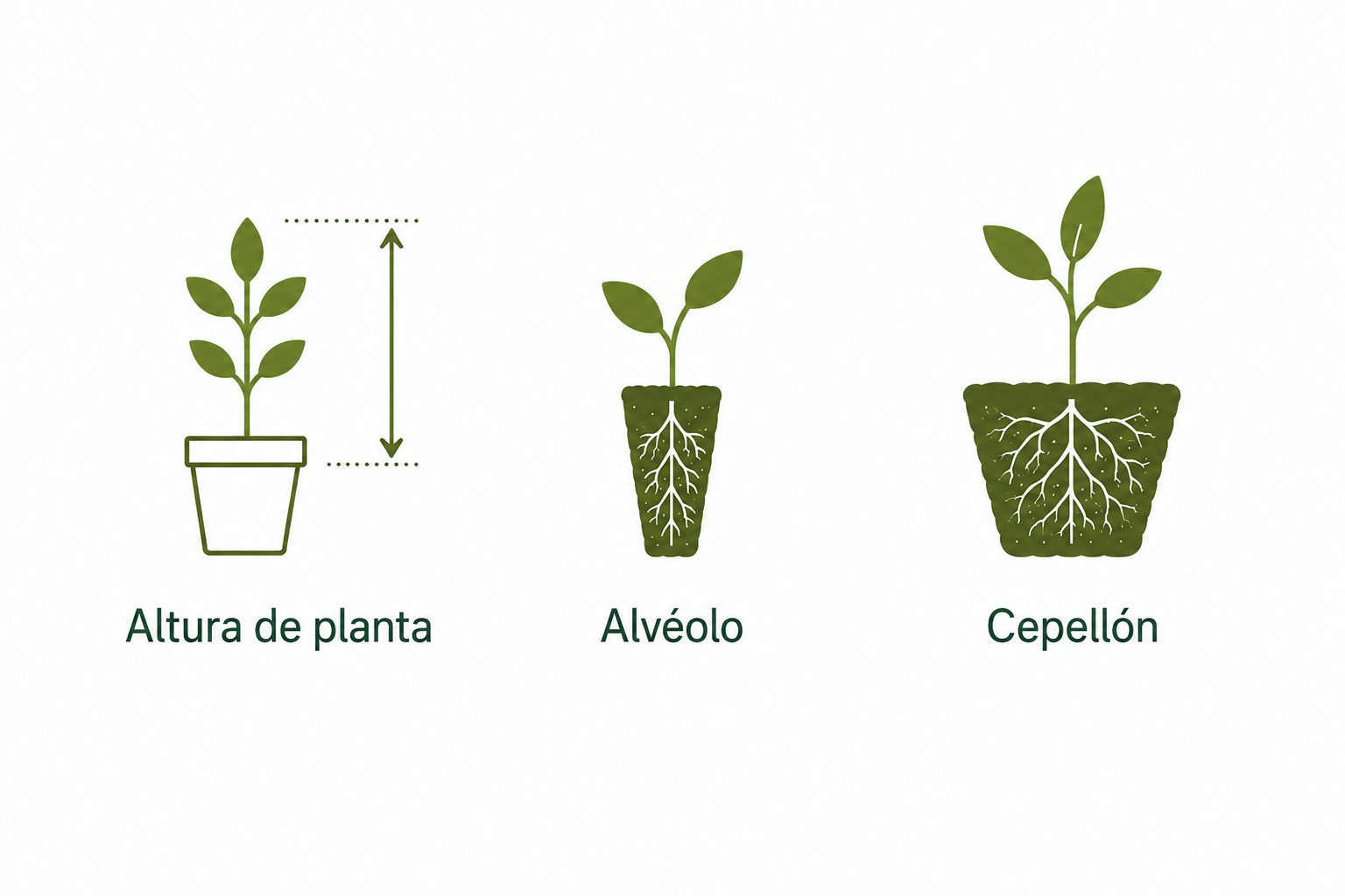 Formatos de planta