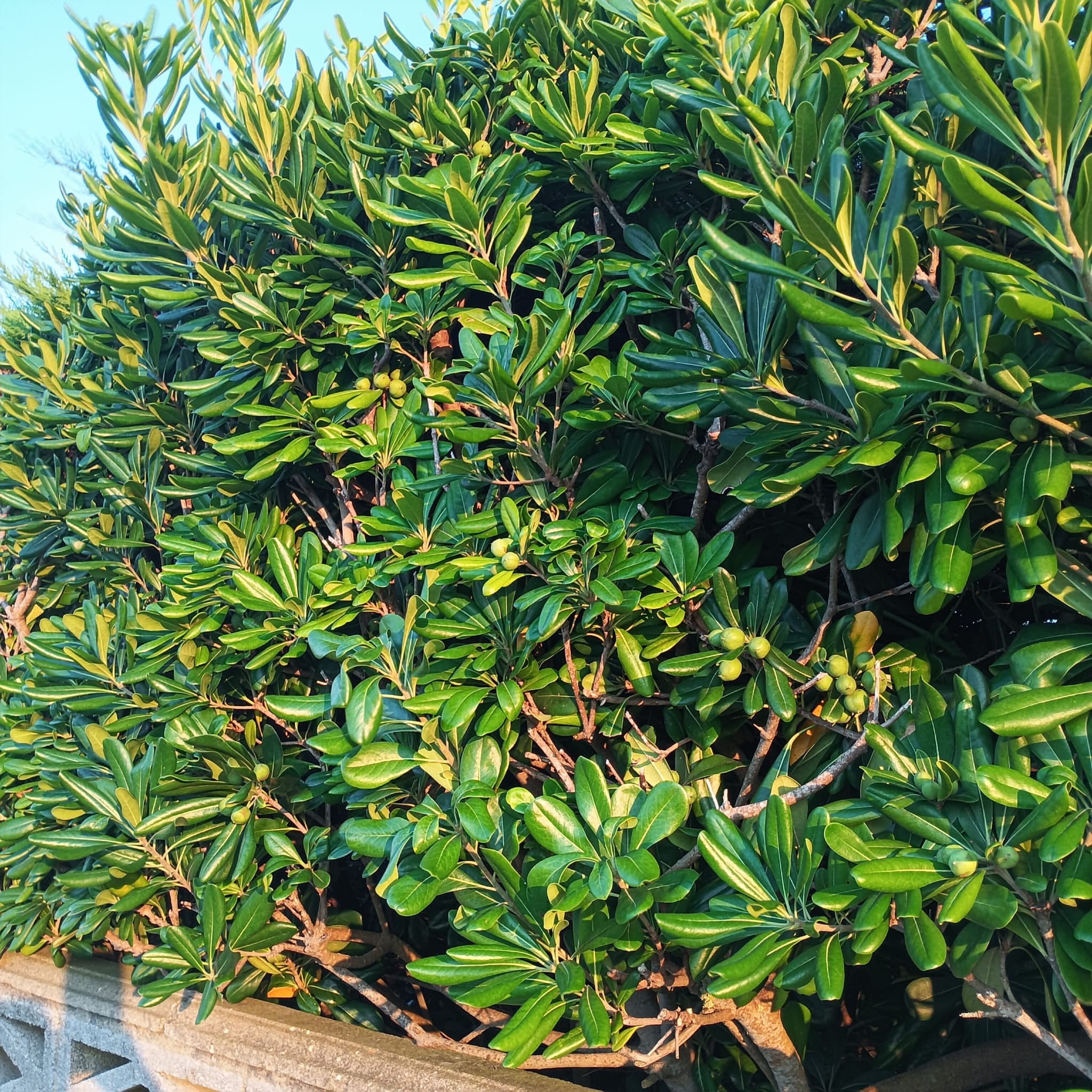 Pitosporum (Pittosporum tobira) - Imagen 2