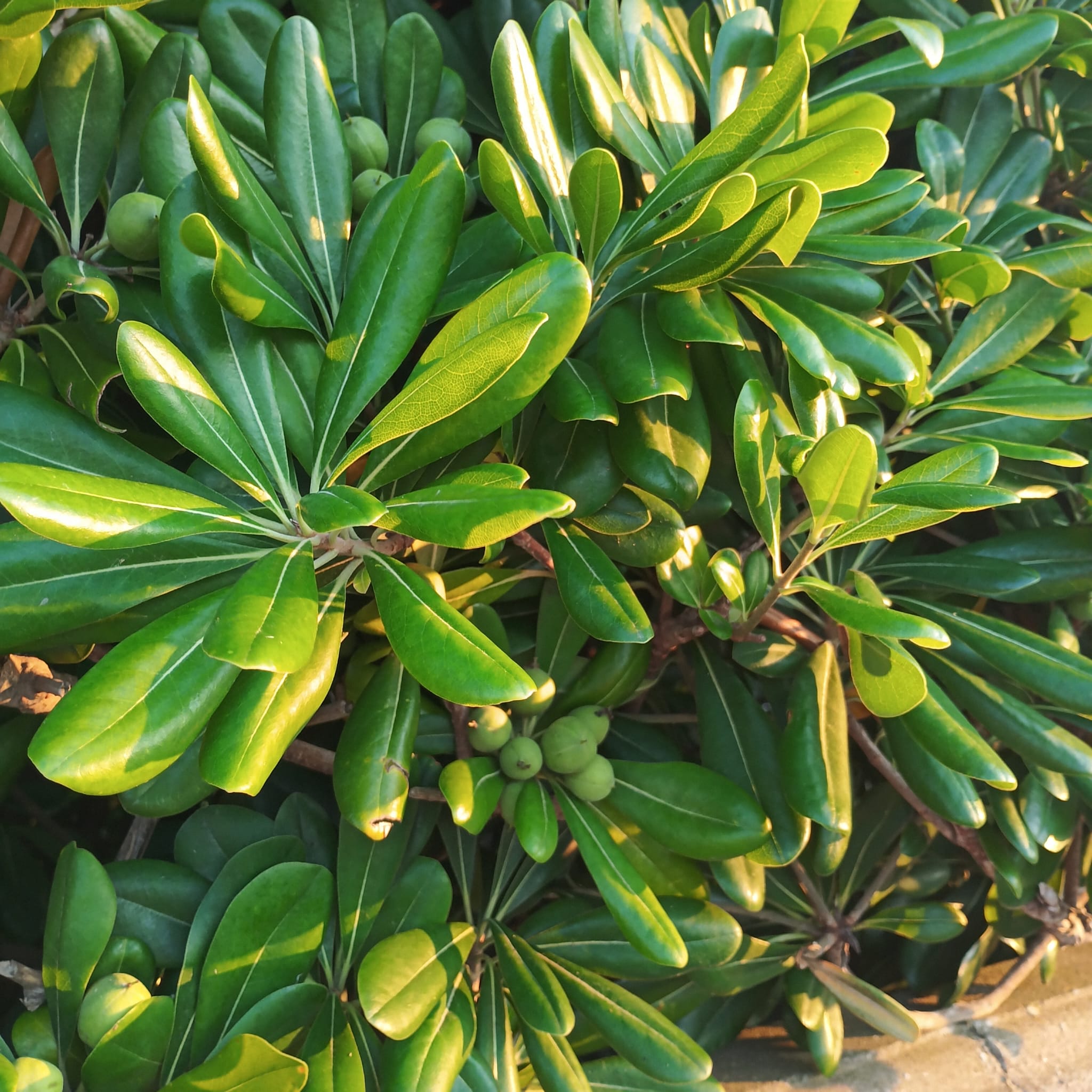 Pitosporum (Pittosporum tobira)
