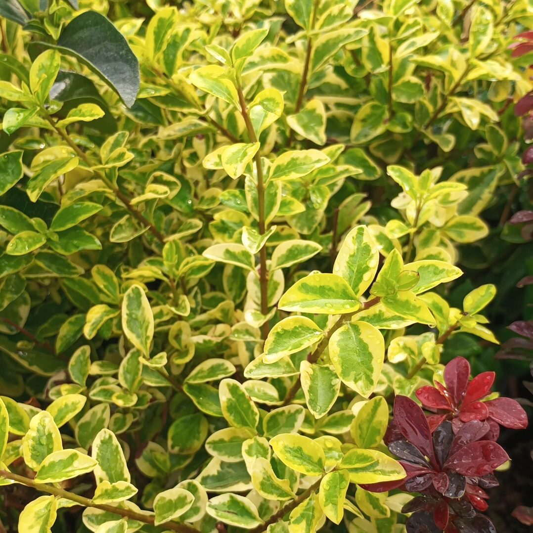 Aligustre de California (Ligustrum ovalifolium aureum)