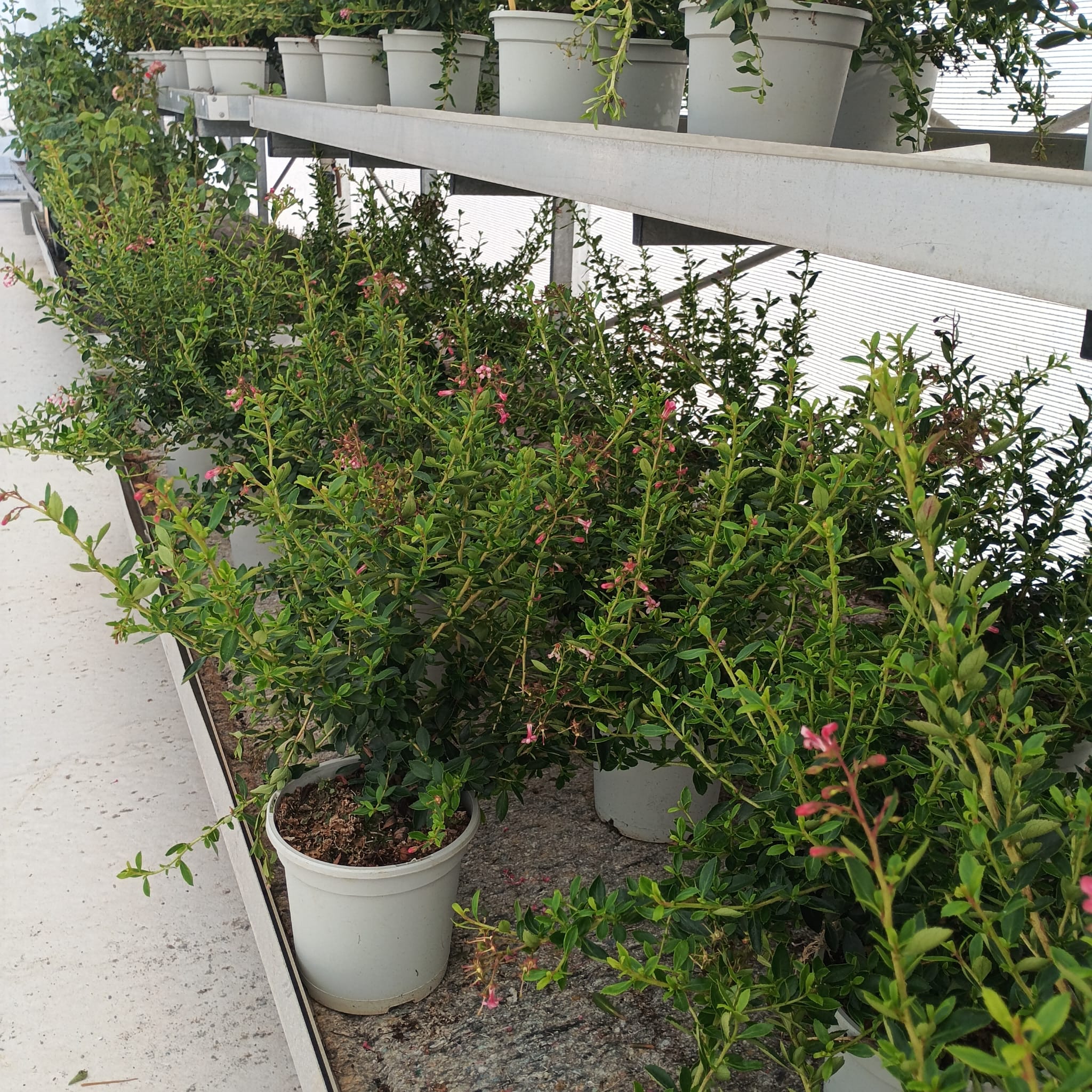 Escalonia (Escallonia Macrantha) - Imagen 2