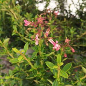 Escalonia (Escallonia Macrantha)