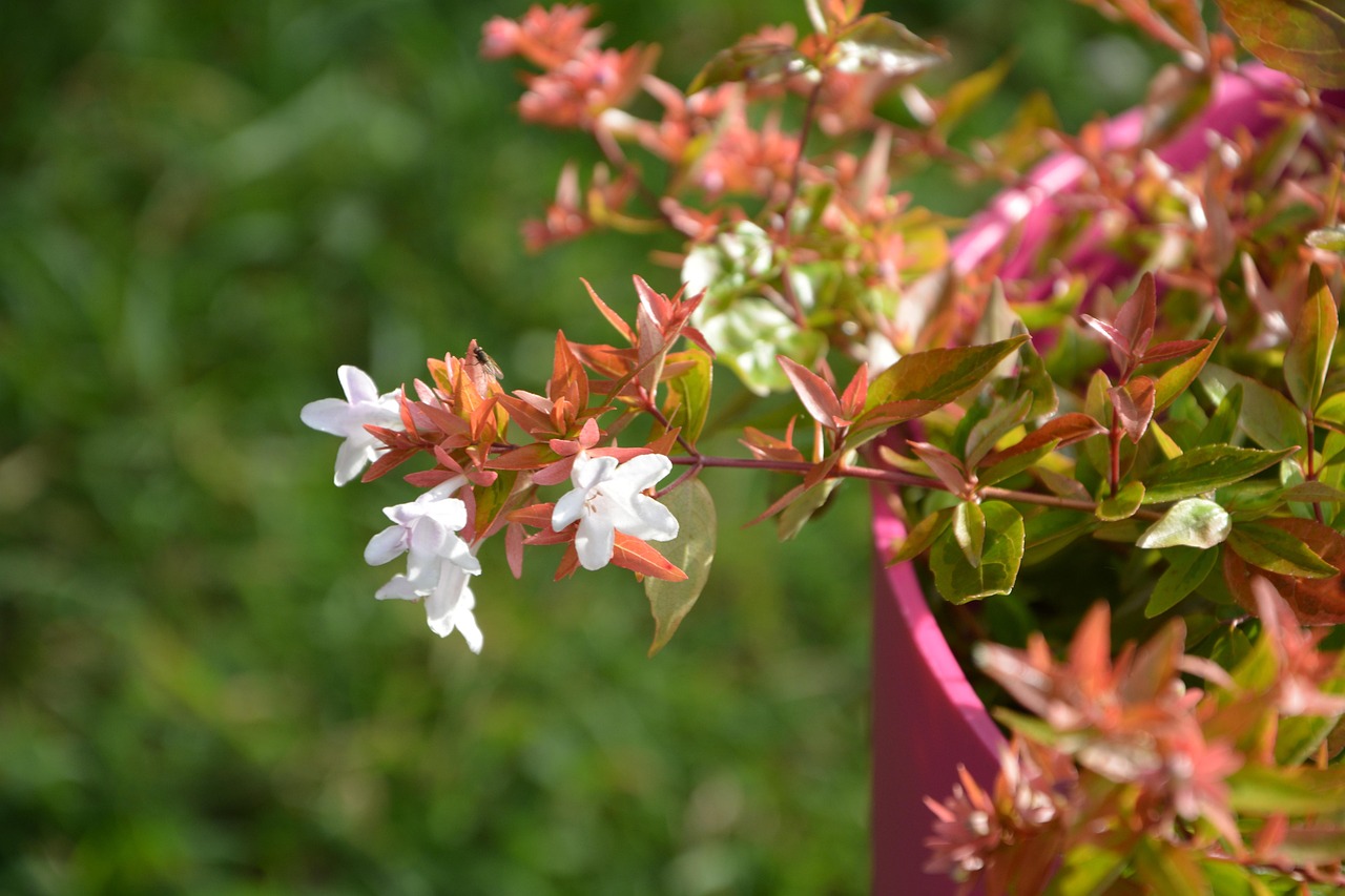 flowers small abélia, white, foliage red and green, garden, pot, flowers, nature, sheets