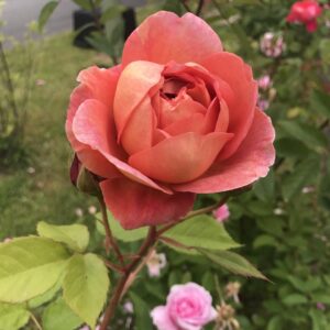 rose, rose flower, roses, rosebush