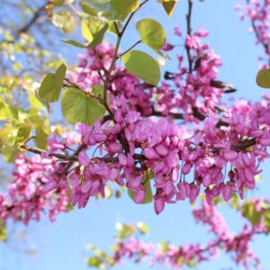 Capture of vibrant pink blossoms on branches under the clear spring sky in Toulon, France.