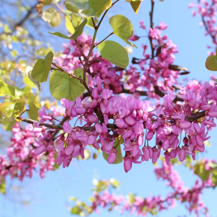 Capture of vibrant pink blossoms on branches under the clear spring sky in Toulon, France.