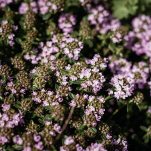 Explore vibrant purple thyme flowers in full bloom outdoors, showcasing natural beauty and lush greenery.