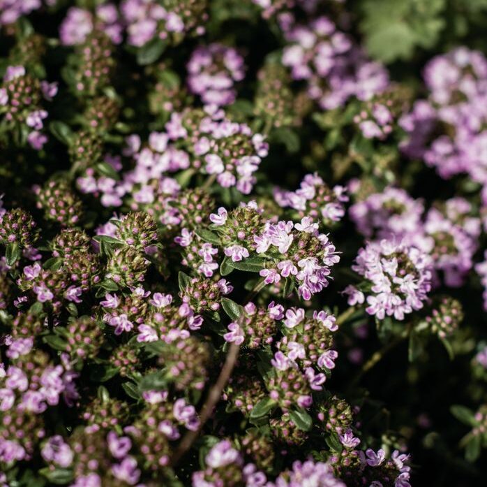 Explore vibrant purple thyme flowers in full bloom outdoors, showcasing natural beauty and lush greenery.