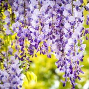 Close-up of blooming wisteria flowers hanging from a tree branch in spring.