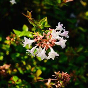 White abelia flowers with vibrant green leaves, captured in natural sunlight.